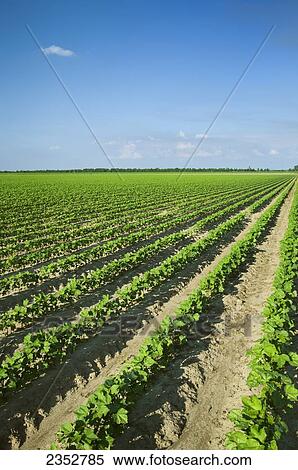 Agriculture - Field of early growth cotton plants at the 8-10 leaf stage, planted on bedded ground in a conventional tillage system / near England, Arkansas, USA. View Large Photo Image Stock Photography - Agriculture - Field of early growth cotton plants at the 8-10 leaf stage, planted on bedded ground in a conventional tillage system / near England, Arkansas, USA.. Fotosearch