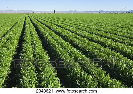 Stock Image - Agriculture - Field of healthy maturing carrots / Imperial Valley, California, USA.. Fotosearch