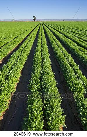 Stock Photo - Agriculture - Field of healthy maturing carrots / Imperial Valley, California, USA.. Fotosearch