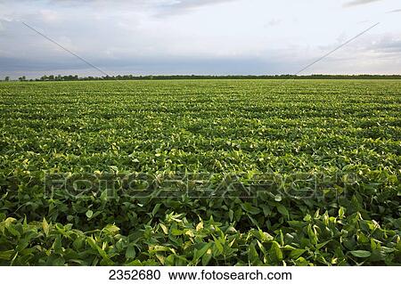 Agriculture - Field of healthy mid growth soybeans at the mid stage of pod setting / Eastern Arkansas, USA. View Large Photo Image Stock Image - Agriculture - Field of healthy mid growth soybeans at the mid stage of pod setting / Eastern Arkansas, USA.. Fotosearch