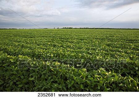 Agriculture - Field of healthy mid growth soybeans at the mid stage of pod setting / Eastern Arkansas, USA. View Large Photo Image Stock Image - Agriculture - Field of healthy mid growth soybeans at the mid stage of pod setting / Eastern Arkansas, USA.. Fotosearch