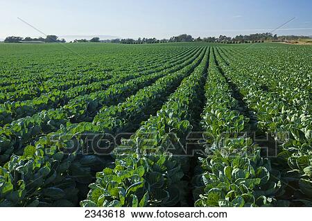 Agriculture - Field of healthy mid growth Brussels sprouts / near Watsonville, California, USA. View Large Photo Image Stock Photo - Agriculture - Field of healthy mid growth Brussels sprouts / near Watsonville, California, USA.. Fotosearch