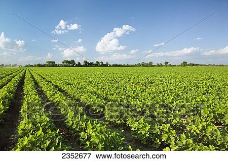 Agriculture - Field of healthy mid growth soybeans at the mid stage of pod setting / near Jonesboro, Arkansas, USA. View Large Photo Image Stock Photo - Agriculture - Field of healthy mid growth soybeans at the mid stage of pod setting / near Jonesboro, Arkansas, USA.. Fotosearch