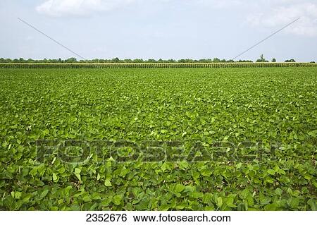 Agriculture - Field of healthy mid growth soybeans in approximately the 6th trifoliate stage with a corn field in the background / near England, Arkansas, USA. View Large Photo Image Stock Photograph - Agriculture - Field of healthy mid growth soybeans in approximately the 6th trifoliate stage with a corn field in the background / near England, Arkansas, USA.. Fotosearch