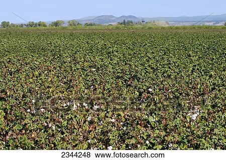 Agriculture - Field of mature cotton at the defoliation stage showing many open bolls / Northern California, USA. View Large Photo Image Stock Photo - Agriculture - Field of mature cotton at the defoliation stage showing many open bolls / Northern California, USA.. Fotosearch