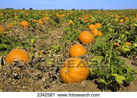 Stock Photo - Agriculture - Field of mature pumpkins ready for harvest / Near Lathrop, California, USA.. Fotosearch