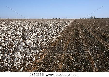 Agriculture - Field of mature seed cotton at harvest stage. This field has been partially harvested and shows very clean stripping of the harvested plants / West Texas, USA. View Large Photo Image Stock Photograph - Agriculture - Field of mature seed cotton at harvest stage. This field has been partially harvested and shows very clean stripping of the harvested plants / West Texas, USA.. Fotosearch