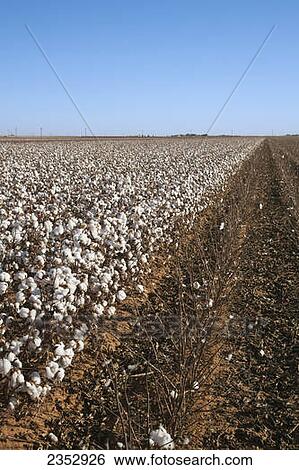 Agriculture - Field of mature seed cotton at harvest stage. This field has been partially harvested and shows very clean stripping of the harvested plants / West Texas, USA. View Large Photo Image Stock Photograph - Agriculture - Field of mature seed cotton at harvest stage. This field has been partially harvested and shows very clean stripping of the harvested plants / West Texas, USA.. Fotosearch