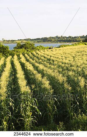 Agriculture - Field of mature sweet corn plants in afternoon sunlight at a local family produce farm with the Sakonnet River in the background / Little Compton, Rhode Island, USA. View Large Photo Image Picture - Agriculture - Field of mature sweet corn plants in afternoon sunlight at a local family produce farm with the Sakonnet River in the background / Little Compton, Rhode Island, USA.. Fotosearch