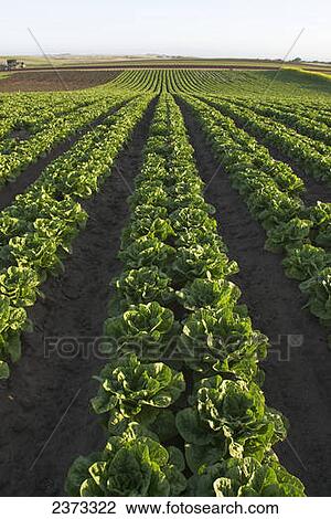 Agriculture - Field of maturing organic Romaine lettuce; the windrow of flowers on the right edge of the field indicates an organic field / near Salinas, Monterey County, California, USA. View Large Photo Image Stock Image - Agriculture - Field of maturing organic Romaine lettuce; the windrow of flowers on the right edge of the field indicates an organic field / near Salinas, Monterey County, California, USA.. Fotosearch