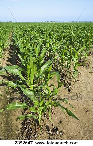 Agriculture - Field of mid growth grain corn plants at the pre tassel stage. This crop was twin row planted, with two rows 7 inches apart on beds set up on 38 inch centers. This planting technique promotes yield increase / near England, Arkansas, USA. View Large Photo Image Stock Photo - Agriculture - Field of mid growth grain corn plants at the pre tassel stage. This crop was twin row planted, with two rows 7 inches apart on beds set up on 38 inch centers. This planting technique promotes yield increase / near England, Arkansas, USA.. Fotosearch