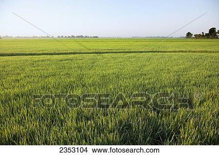 Picture - Agriculture - Field of mid growth rice at the early head formation stage / Arkansas, USA.. Fotosearch