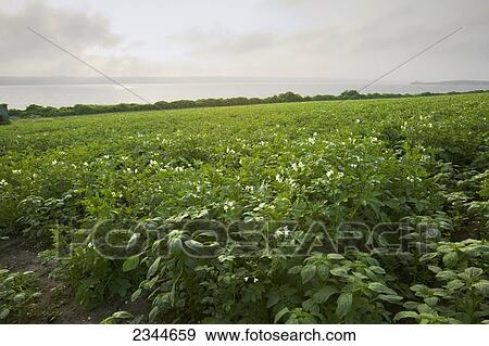 Agriculture - Field of mid growth blooming potato plants at a local family produce farm with the Sakonnet River in the background / Little Compton, Rhode Island, USA. View Large Photo Image Stock Photo - Agriculture - Field of mid growth blooming potato plants at a local family produce farm with the Sakonnet River in the background / Little Compton, Rhode Island, USA.. Fotosearch