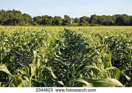 Agriculture - Field of mid growth sweet corn plants fully tasseled in afternoon sunlight at a local family produce farm / Little Compton, Rhode Island, USA. View Large Photo Image Stock Image - Agriculture - Field of mid growth sweet corn plants fully tasseled in afternoon sunlight at a local family produce farm / Little Compton, Rhode Island, USA.. Fotosearch
