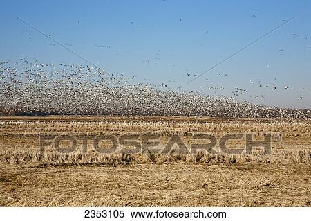Agriculture - Field of rice stubble after the harvest in late Autumn with flocks of congregating Snow Geese / Arkansas, USA. View Large Photo Image Stock Photography - Agriculture - Field of rice stubble after the harvest in late Autumn with flocks of congregating Snow Geese / Arkansas, USA.. Fotosearch