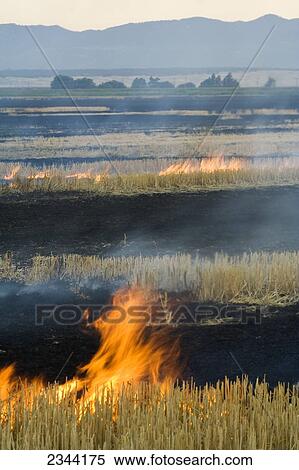 Agriculture - Field of wheat stubble being burned after the harvest to control diseases, reduce weed competition and to make the next planting easier / near Williams, California, USA. View Large Photo Image Stock Photography - Agriculture - Field of wheat stubble being burned after the harvest to control diseases, reduce weed competition and to make the next planting easier / near Williams, California, USA.. Fotosearch