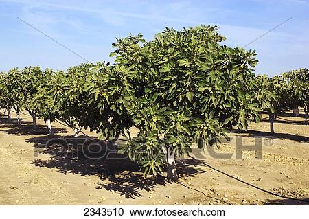 Agriculture - Fig trees in an orchard, with ripe fruit on the trees and drying fruit in the row middles / San Joaquin Valley, California, USA. View Large Photo Image Stock Image - Agriculture - Fig trees in an orchard, with ripe fruit on the trees and drying fruit in the row middles / San Joaquin Valley, California, USA.. Fotosearch
