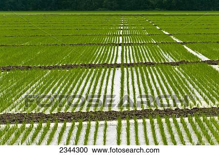 Agriculture - Flooded field of rice seedlings. Flooding seedling rice helps to control weeds and competition from grasses / near Winchester, Arkansas, USA. View Large Photo Image Stock Image - Agriculture - Flooded field of rice seedlings. Flooding seedling rice helps to control weeds and competition from grasses / near Winchester, Arkansas, USA.. Fotosearch