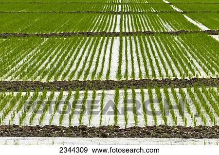 Stock Photo - Agriculture - Flooded field of rice seedlings. Flooding seedling rice helps to control weeds and competition from grasses / near Winchester, Arkansas, USA.. Fotosearch