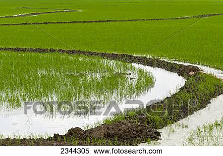 Agriculture - Flooded field of rice seedlings. Flooding seedling rice helps to control weeds and competition from grasses / near Winchester, Arkansas, USA. View Large Photo Image Stock Photography - Agriculture - Flooded field of rice seedlings. Flooding seedling rice helps to control weeds and competition from grasses / near Winchester, Arkansas, USA.. Fotosearch