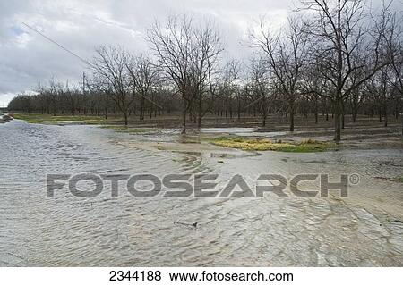 Agriculture - Flooded pecan orchard after heavy January rains / near Corning, California, USA. View Large Photo Image Stock Photo - Agriculture - Flooded pecan orchard after heavy January rains / near Corning, California, USA.. Fotosearch