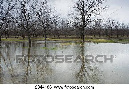 Agriculture - Flooded pecan orchard after heavy January rains / near Corning, California, USA. View Large Photo Image Stock Photograph - Agriculture - Flooded pecan orchard after heavy January rains / near Corning, California, USA.. Fotosearch