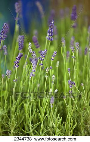 Stock Photo - Agriculture - Flowering lavender for sale at the Hope Street Farmers Market / Providence, Rhode Island, USA.. Fotosearch
