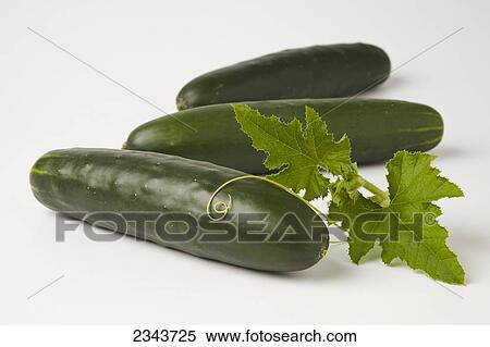 Stock Photography - Agriculture - Fresh cucumbers and leaves on a white surface.. Fotosearch
