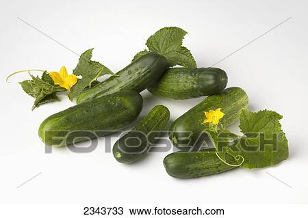 Agriculture - Fresh cucumbers with leaves and blossoms on a white surface. View Large Photo Image Stock Image - Agriculture - Fresh cucumbers with leaves and blossoms on a white surface.. Fotosearch