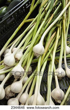 Agriculture - Fresh garlic on display at Hope Street Farmers Market / Providence, Rhode Island, USA. View Large Photo Image Stock Photograph - Agriculture - Fresh garlic on display at Hope Street Farmers Market / Providence, Rhode Island, USA.. Fotosearch
