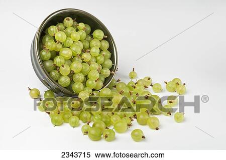 Stock Photography - Agriculture - Fresh gooseberries spilling from a bowl on a white surface.. Fotosearch