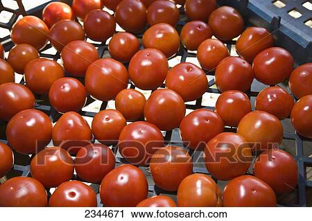Agriculture - Fresh Market greenhouse tomatoes on display at a local family produce farm / Little Compton, Rhode Island, USA. View Large Photo Image Stock Image - Agriculture - Fresh Market greenhouse tomatoes on display at a local family produce farm / Little Compton, Rhode Island, USA.. Fotosearch