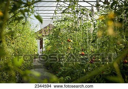 Picture - Agriculture - Fresh Market hydroponic tomatoes growing in a greenhouse at a local family produce farm / Little Compton, Rhode Island, USA.. Fotosearch