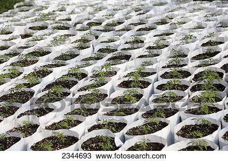 Stock Image - Agriculture - Fresh Market tomato plant seedlings in grow bags in a greenhouse at a local family produce farm / Little Compton, Rhode Island, USA.. Fotosearch
