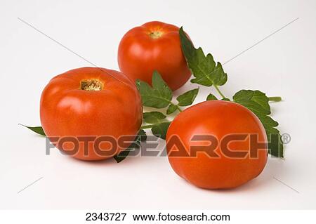 Agriculture - Fresh Market tomatoes and leaves on a white surface. View Large Photo Image Stock Photo - Agriculture - Fresh Market tomatoes and leaves on a white surface.. Fotosearch