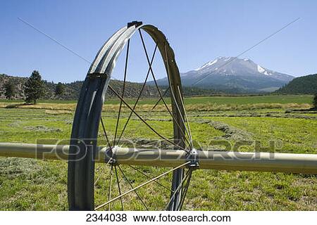 Agriculture - Freshly cut alfalfa, drying in windrows prior to being baled, with Mt. Shasta in the background and a linear irrigation wheel in the foreground / near Weed, Northern California, USA. View Large Photo Image Stock Photo - Agriculture - Freshly cut alfalfa, drying in windrows prior to being baled, with Mt. Shasta in the background and a linear irrigation wheel in the foreground / near Weed, Northern California, USA.. Fotosearch