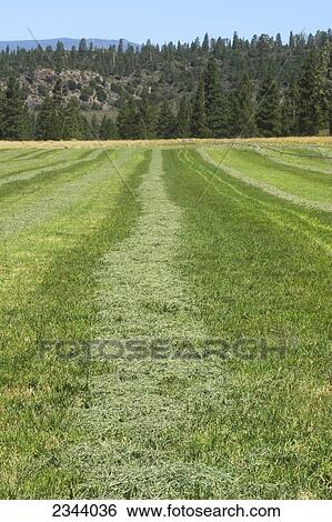 Stock Photograph - Agriculture - Freshly cut alfalfa, drying in windrows prior to being baled / near Weed, Northern California, USA.. Fotosearch