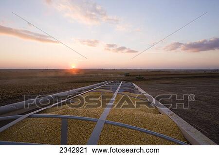 Stock Image - Agriculture - Freshly harvested grain corn piled up in a grain truck at sunset during the Autumn harvest. A combine harvests corn in the background / near Northland, Minnesota, USA.. Fotosearch