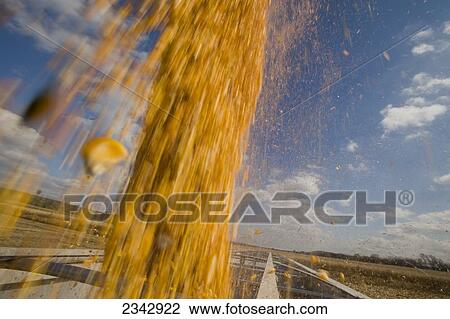 Stock Image - Agriculture - Freshly harvested grain corn being augured from a grain wagon into a grain truck during the Autumn corn harvest / near Northland, Minnesota, USA.. Fotosearch