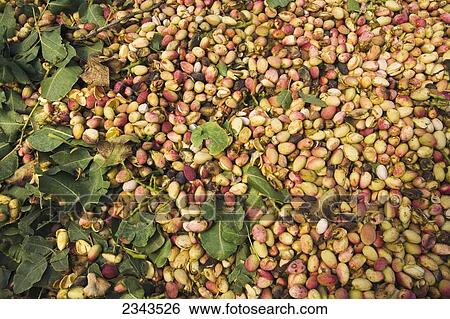Agriculture - Freshly harvested pistachios ready for processing / near Delano, San Joaquin Valley, California, USA. View Large Photo Image Stock Photograph - Agriculture - Freshly harvested pistachios ready for processing / near Delano, San Joaquin Valley, California, USA.. Fotosearch