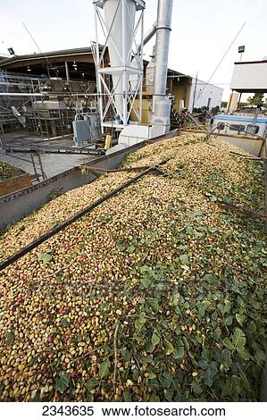 Agriculture - Freshly harvested pistachios in a truck being delivered to a processing facility / near Delano, San Joaquin Valley, California, USA. View Large Photo Image Stock Photography - Agriculture - Freshly harvested pistachios in a truck being delivered to a processing facility / near Delano, San Joaquin Valley, California, USA.. Fotosearch
