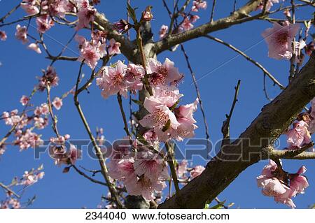 Agriculture - Fully opened nectarine blossoms on the tree / near Corning, Tehama County, Northern California, USA. View Large Photo Image Stock Image - Agriculture - Fully opened nectarine blossoms on the tree / near Corning, Tehama County, Northern California, USA.. Fotosearch