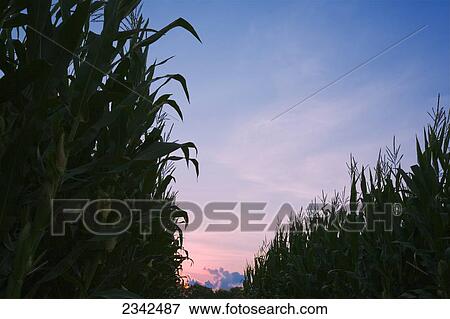 Stock Photo - Agriculture - Fully tasseled mid growth grain corn plants silhouetted at dusk / Tennessee, USA.. Fotosearch