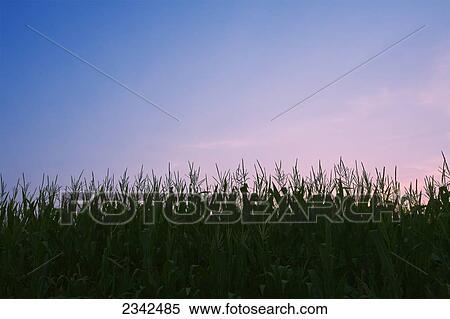 Agriculture - Fully tasseled mid growth grain corn plants silhouetted at dusk / Tennessee, USA. View Large Photo Image Stock Photography - Agriculture - Fully tasseled mid growth grain corn plants silhouetted at dusk / Tennessee, USA.. Fotosearch