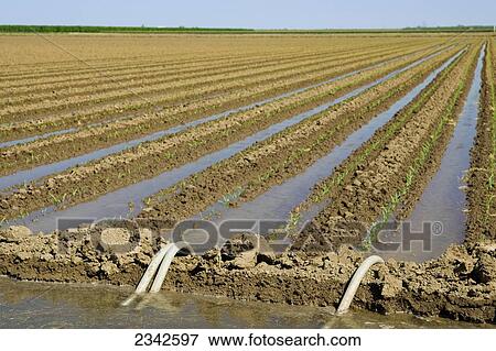 Stock Photo - Agriculture - Furrow irrigation of a grain corn field. Siphon tubes transfer water from an irrigation ditch to the furrows in the field / near Firebaugh, California, USA.. Fotosearch