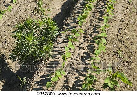 Agriculture - Glyphosate-resistant Horseweed (Conyza canadensis), aka. Marestail, infesting a crop of twin-row Roundup Ready soybean seedlings. These weeds have escaped early treatment with Roundup or a generic form of Roundup herbicide / near England, Ar View Large Photo Image Stock Image - Agriculture - Glyphosate-resistant Horseweed (Conyza canadensis), aka. Marestail, infesting a crop of twin-row Roundup Ready soybean seedlings. These weeds have escaped early treatment with Roundup or a generic form of Roundup herbicide / near England, Ar. Fotosearch