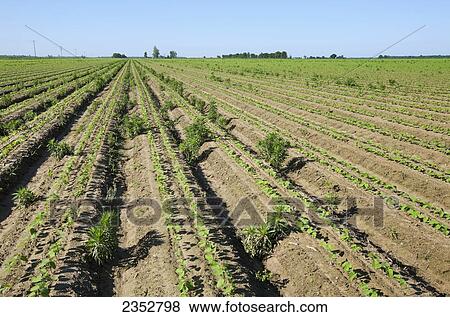 Agriculture - Glyphosate-resistant Horseweed (Conyza canadensis), aka. Marestail, infesting a crop of twin-row Roundup Ready soybean seedlings. These weeds have escaped early treatment with Roundup or a generic form of Roundup herbicide / near England, Ar View Large Photo Image Stock Photo - Agriculture - Glyphosate-resistant Horseweed (Conyza canadensis), aka. Marestail, infesting a crop of twin-row Roundup Ready soybean seedlings. These weeds have escaped early treatment with Roundup or a generic form of Roundup herbicide / near England, Ar. Fotosearch
