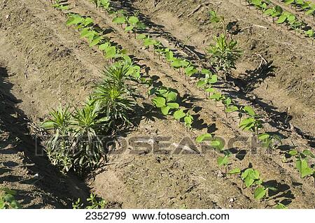 Stock Photo - Agriculture - Glyphosate-resistant Horseweed (Conyza canadensis), aka. Marestail, infesting a crop of twin-row Roundup Ready soybean seedlings. These weeds have escaped early treatment with Roundup or a generic form of Roundup herbicide / near England, Ar. Fotosearch