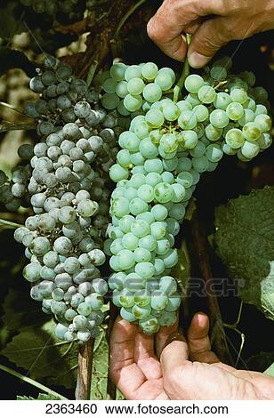 Agriculture - Grape powdery mildew (Uncinula necator); comparison of infected wine grapes (left) and healthy grapes (right). View Large Photo Image Stock Image - Agriculture - Grape powdery mildew (Uncinula necator); comparison of infected wine grapes (left) and healthy grapes (right).. Fotosearch