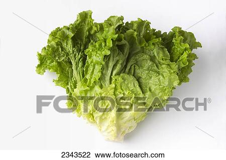 Stock Image - Agriculture - Green Leaf lettuce head in a studio setting.. Fotosearch